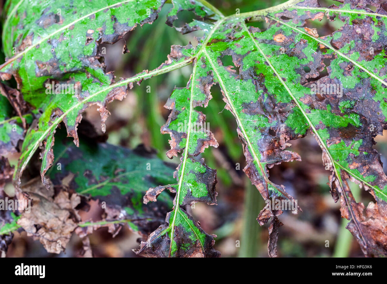 Riesenbutterbur, Petasites japonicus großes Blatt, das von Schädlingen beschädigt ist Stockfoto