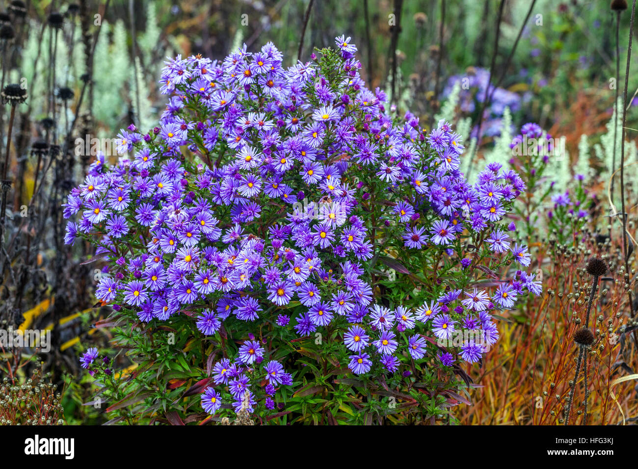 Aster dumosus, buschiger Aster im Herbstgarten Michaelmas Gänseblümchen farbenfrohe Herbstblumen-Bordüre Asters Stockfoto