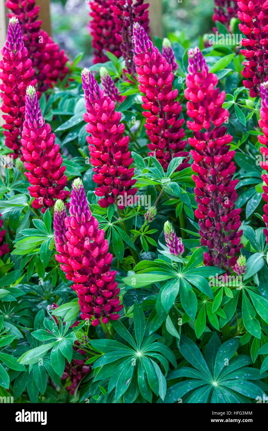 Lupinus polyphyllus, Lupin, Lupinen, Lupine, schöne rote mehrjährige Pflanze Stockfoto