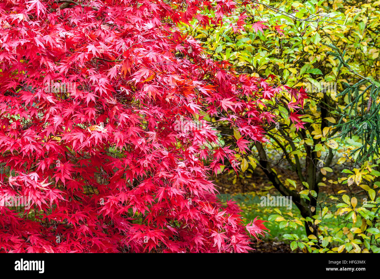 Acer Palmatum Baum Herbst Rot Japanischer Ahornbaum Garten Herbst Blätter Ahornbaum Herbst Farbe Garten Stockfoto
