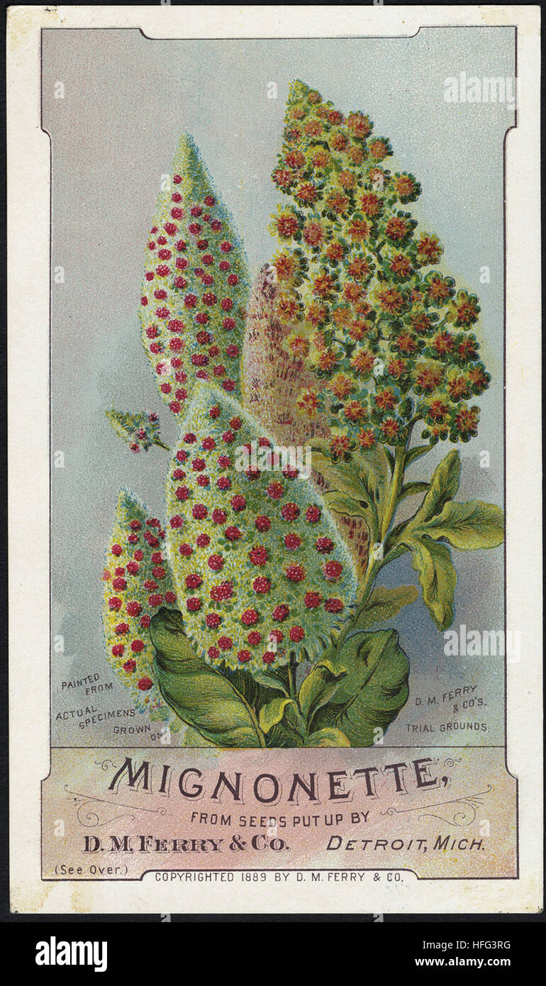 Landwirtschaft Handel Karten - Mignonette, aus Samen Aufmachungen von D. M. Fähre & Co., Detroit, Michigan Stockfoto