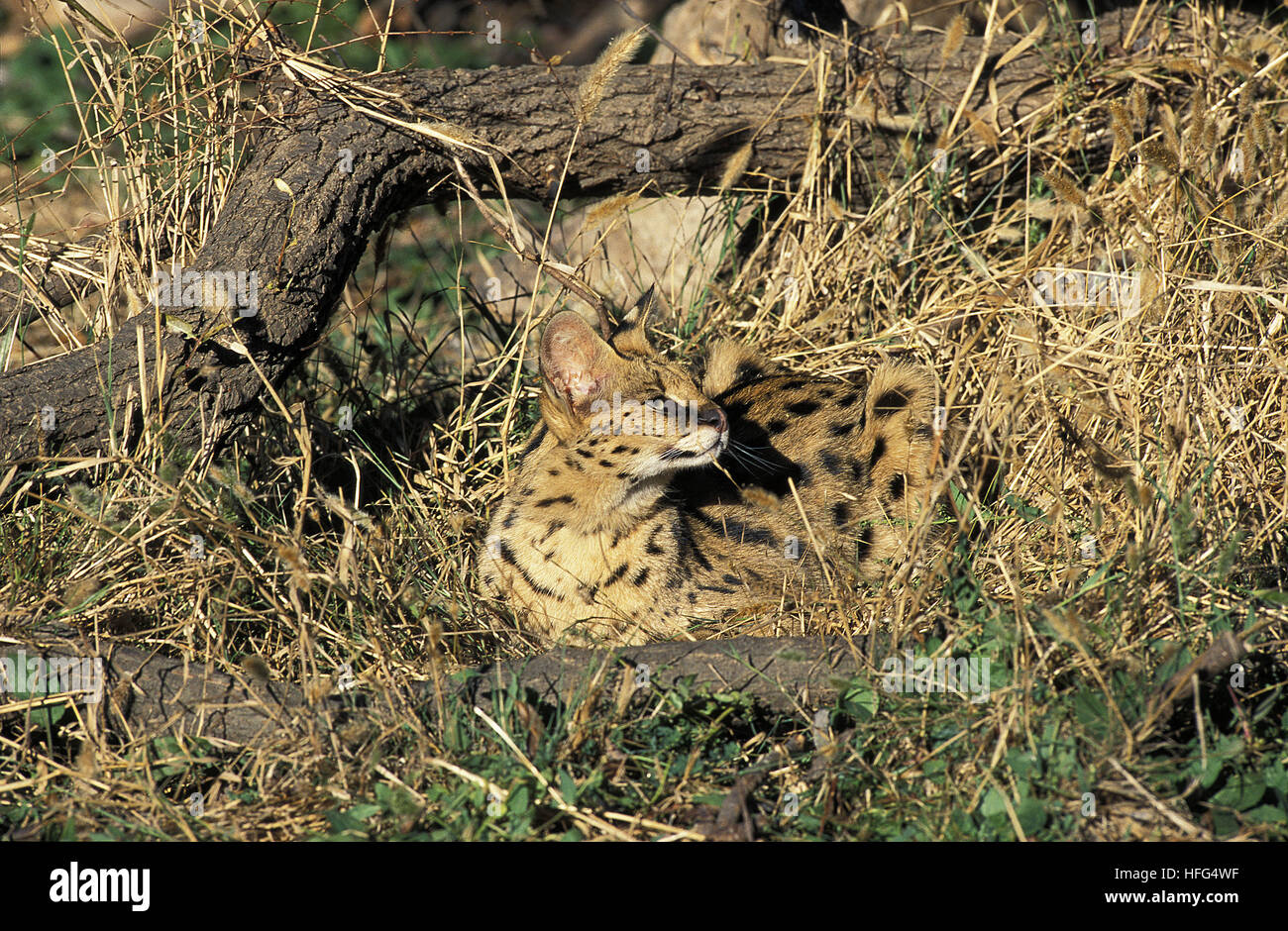 Serval Leptailurus serval Stockfoto