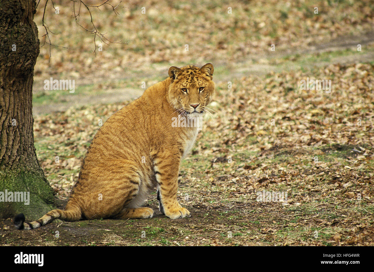 Ligron im zoologischen Park, eine Kreuzung zwischen Tiger und Löwe Stockfoto
