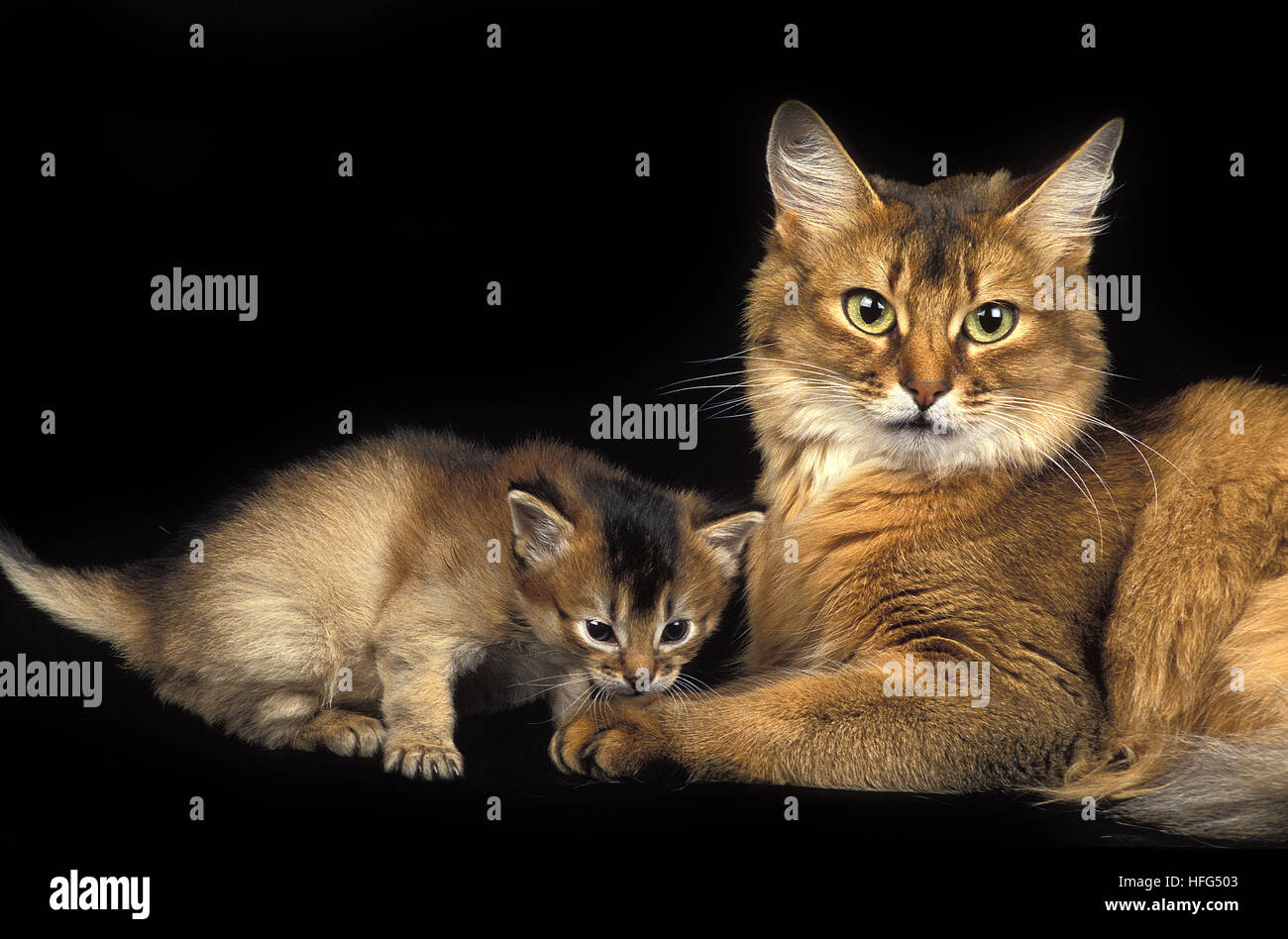 Somalikatze, Mutter und Kätzchen vor schwarzem Hintergrund Stockfoto
