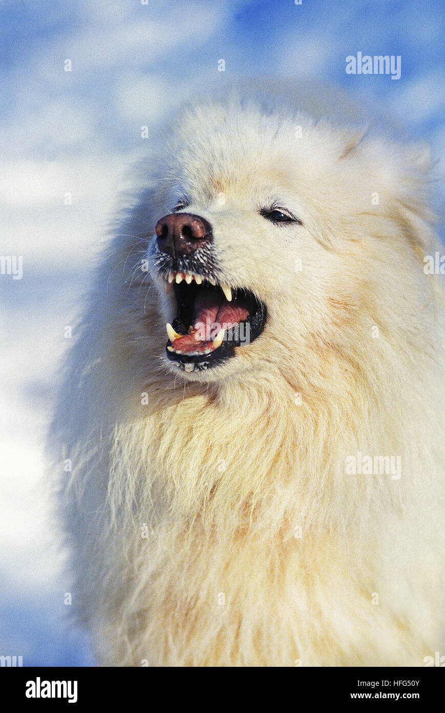 Samoyede Hund, Erwachsene mit offenem Mund Stockfoto