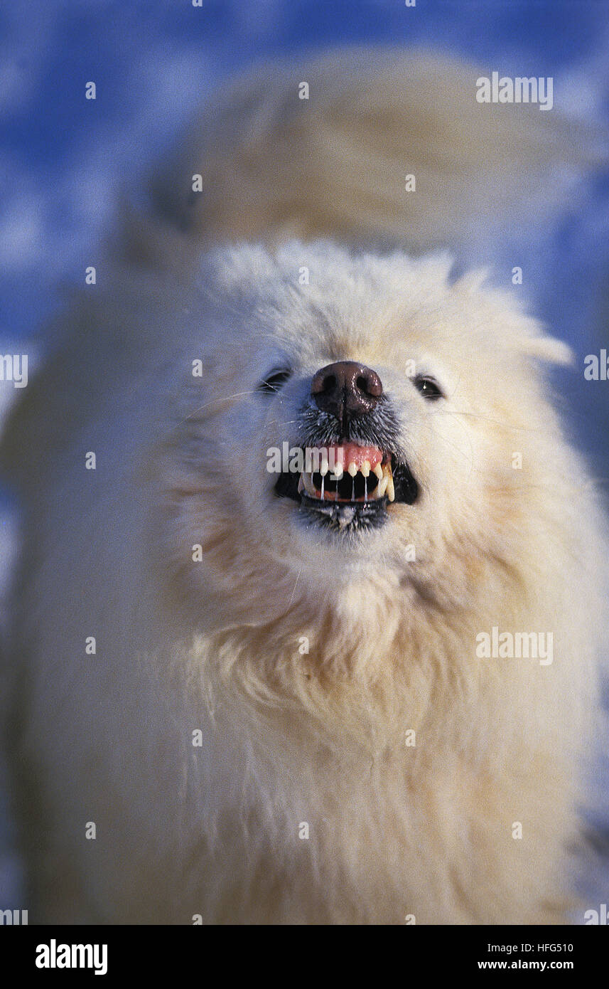 Samoyede Hund, Erwachsene mit offenem Mund Stockfoto