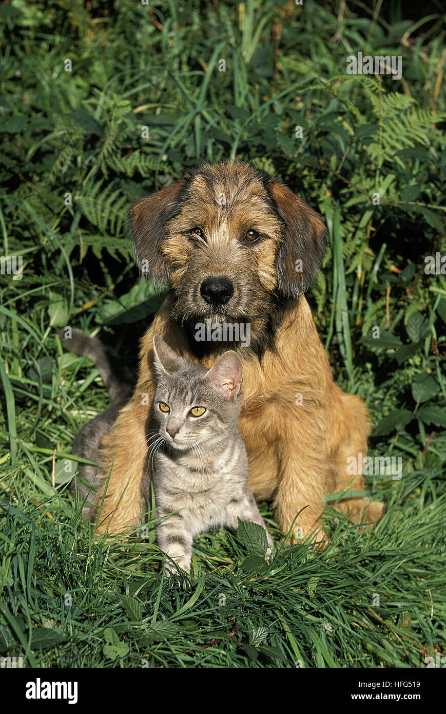 Hund und Katze stehen auf dem Rasen Stockfoto