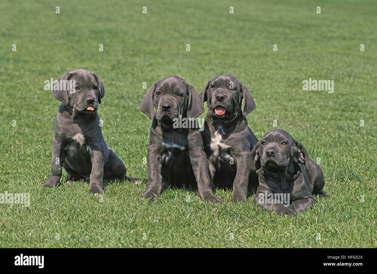 Neapolitanische Mastiffhund, Welpe, stehend auf Rasen Stockfoto