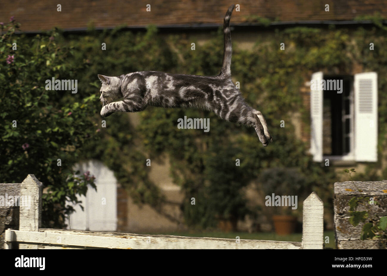 American Kurzhaar-Hauskatze, Erwachsene über den Zaun springen Stockfoto