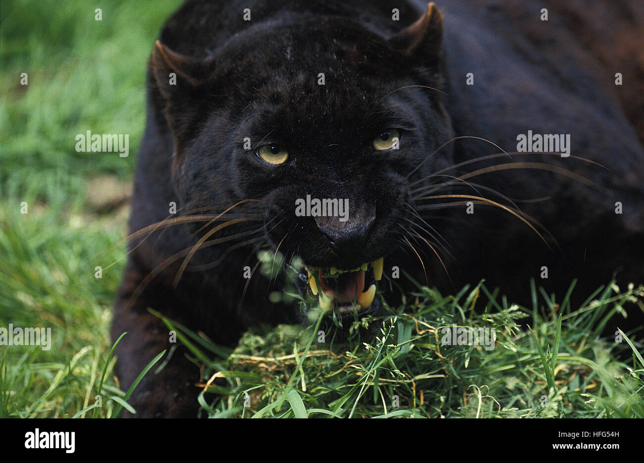Black Panther, Panthera Pardus, Erwachsenen Knurren Stockfoto