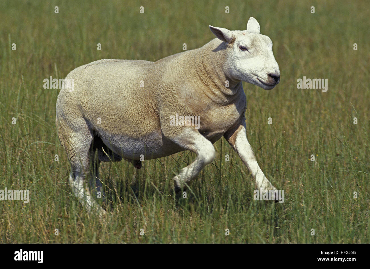 Texel Hausschafe, Erwachsenen ausgeführt Stockfoto