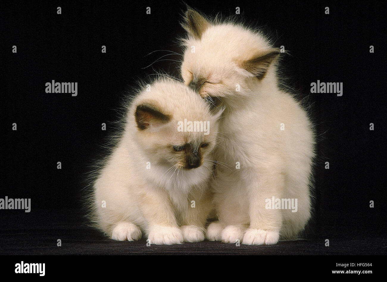 Birmanese Domestic Cat, Kätzchen auf schwarzem Hintergrund Stockfoto