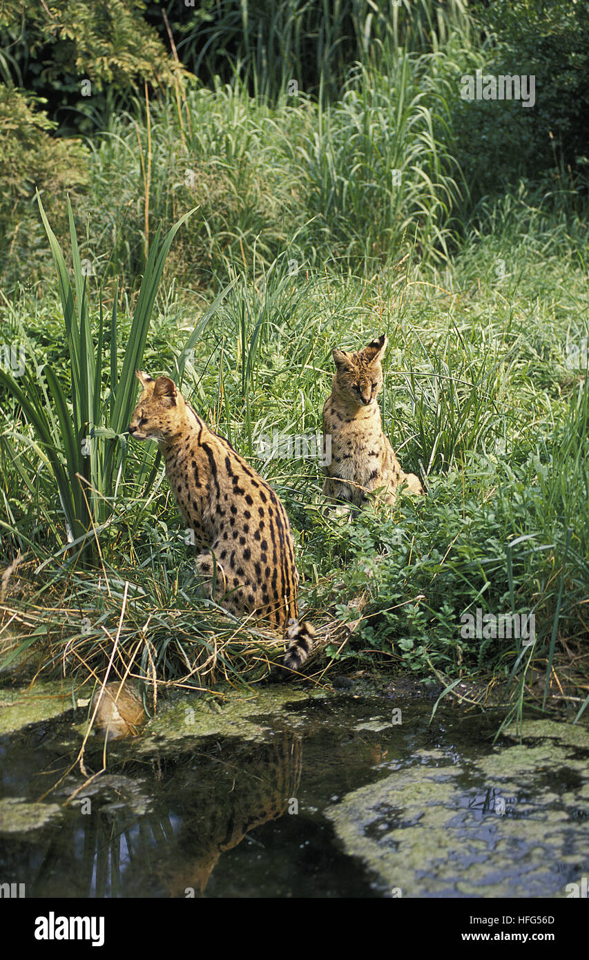 Serval Leptailurus serval Stockfoto