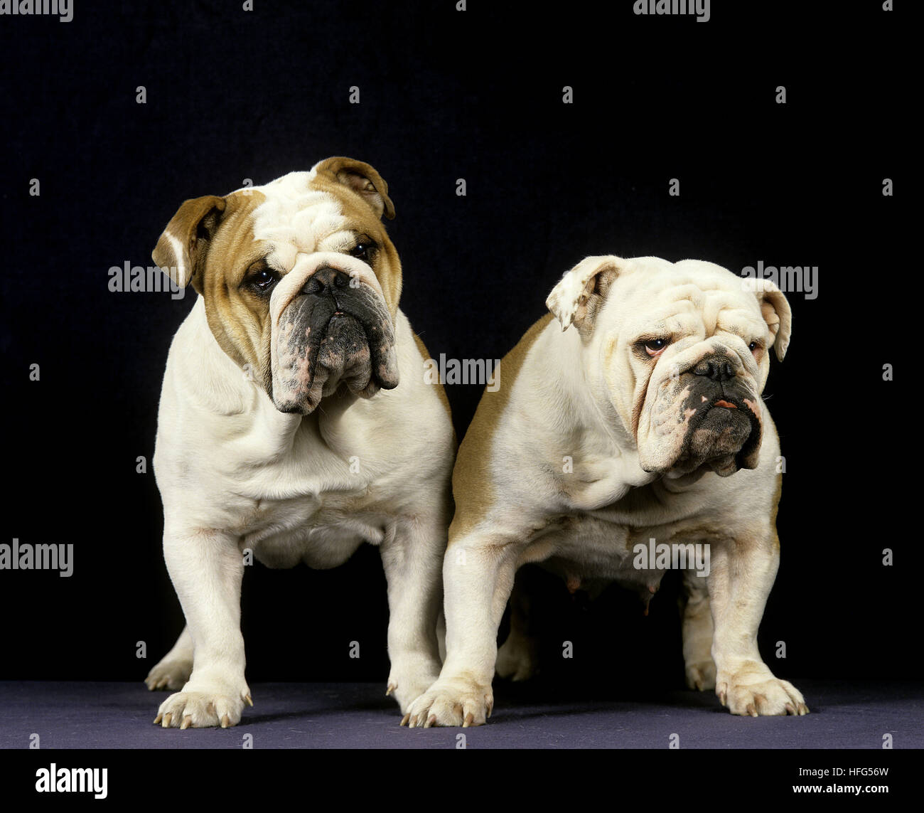 Englische Bulldogge auf schwarzem Hintergrund Stockfoto