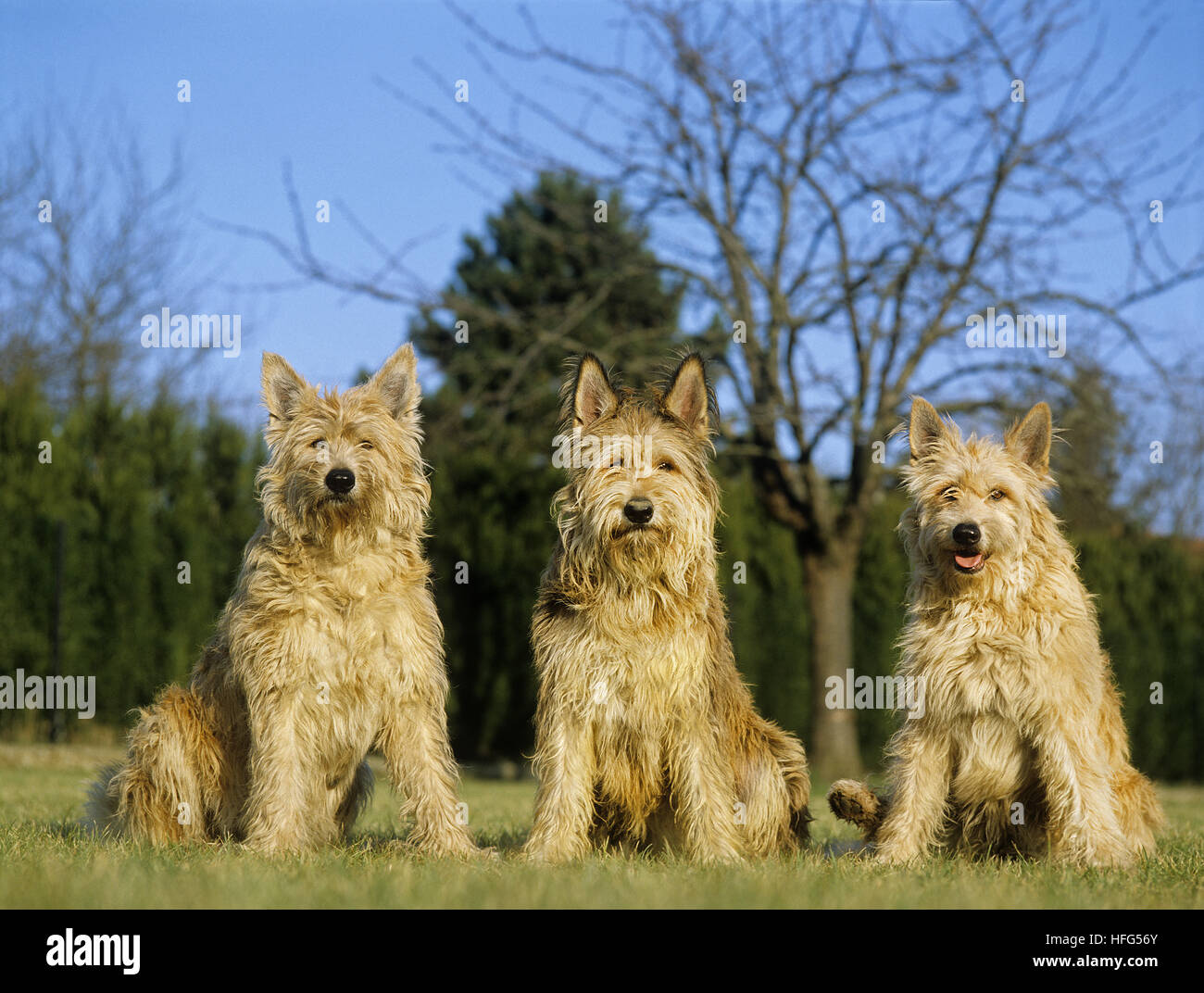 Picardie Schäferhund, Erwachsene sitzen auf Rasen Stockfoto