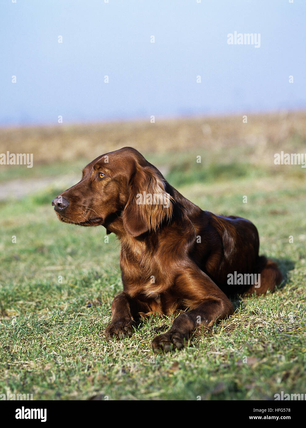 Irish Red Setter oder Red Setter, Erwachsenen Verlegung auf Rasen Stockfoto