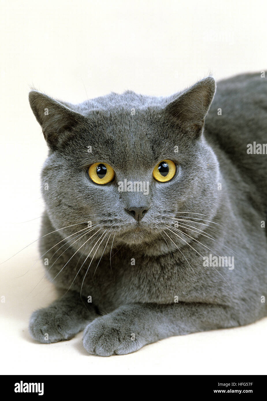 Chartreux Domestic Cat vor weißem Hintergrund Stockfoto