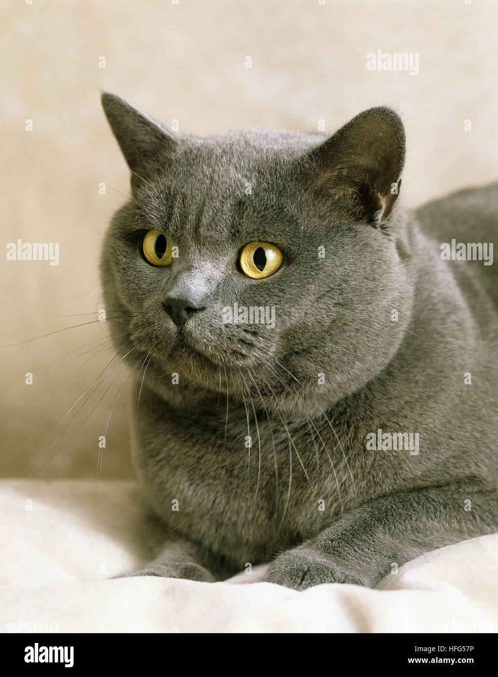 Blaue Britisch Kurzhaar-Hauskatze, Porträt von Erwachsenen Stockfoto