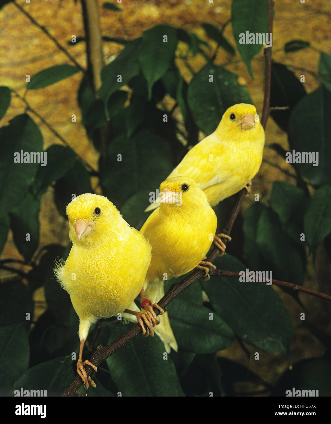 Gelbe Kanarienvogel Serinus canaria Stockfoto