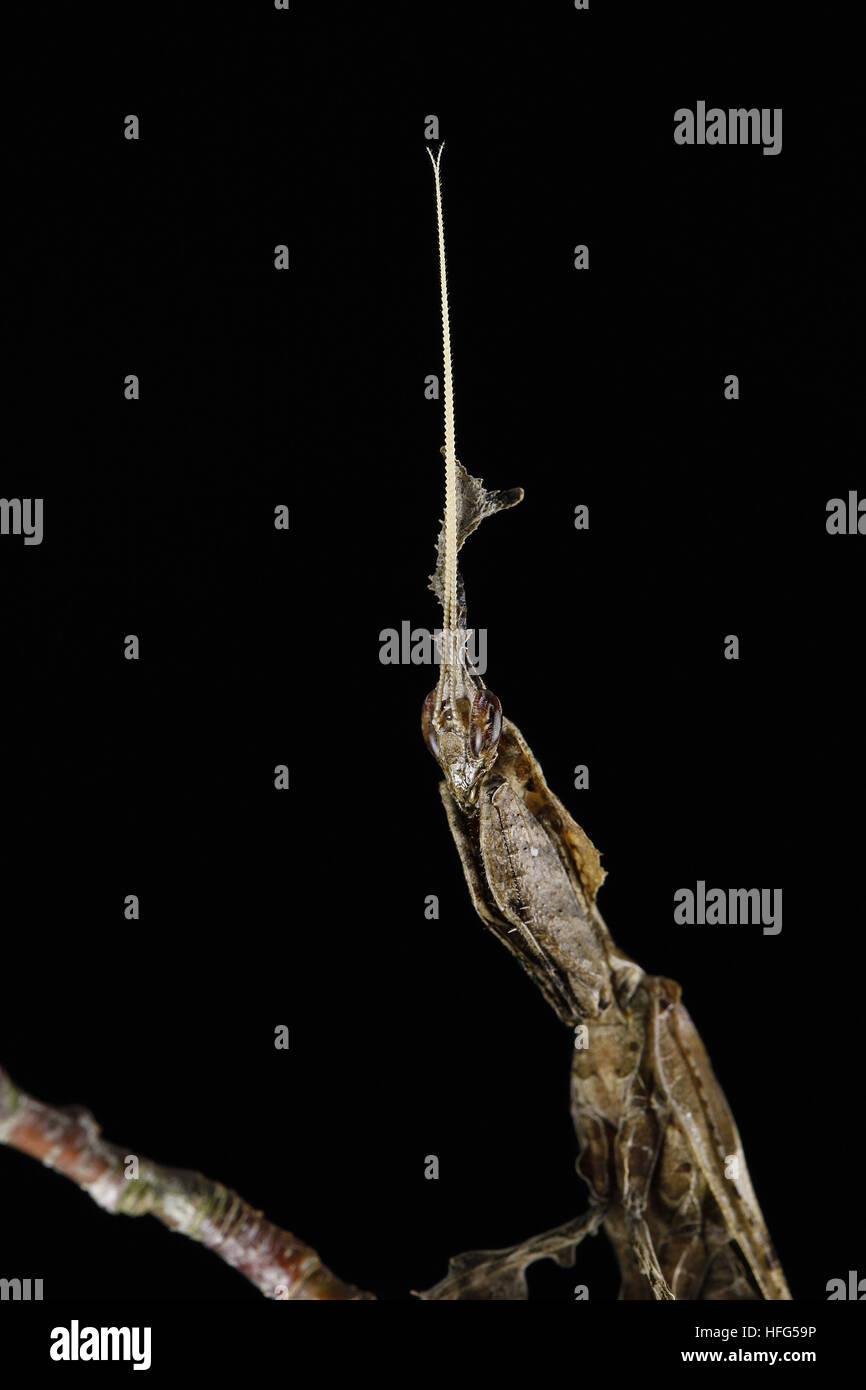 Mantis, Empusa SP., mimetischen Insekt, Erwachsenen gegen Blackground Stockfoto