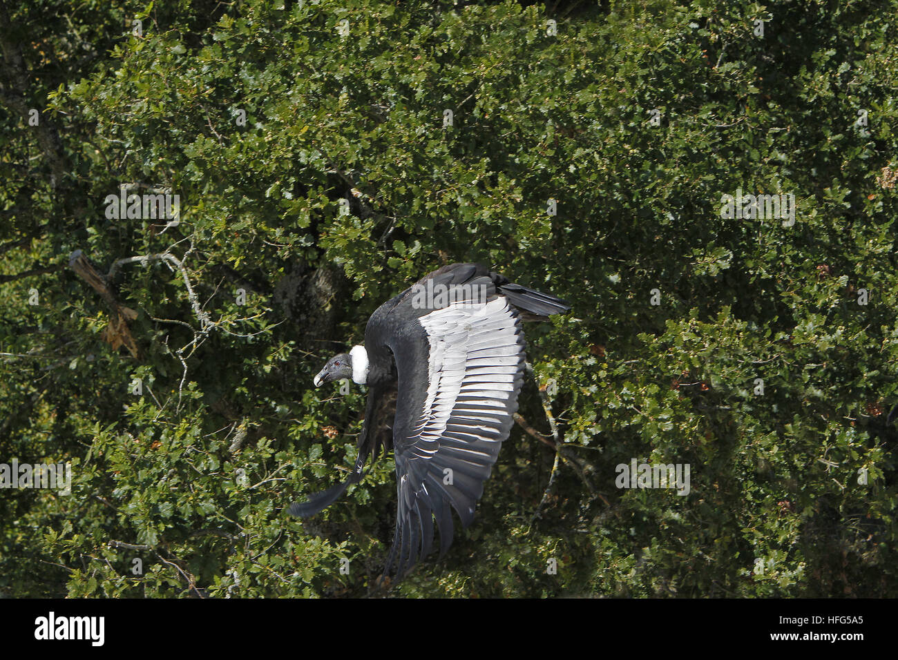 Andenkondor, Vultur Kondor, Weibchen im Flug Stockfoto