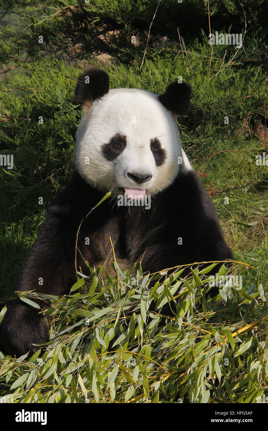 Großer Panda, Ailuropoda Melanoleuca, Erwachsene mit Zunge heraus Stockfoto