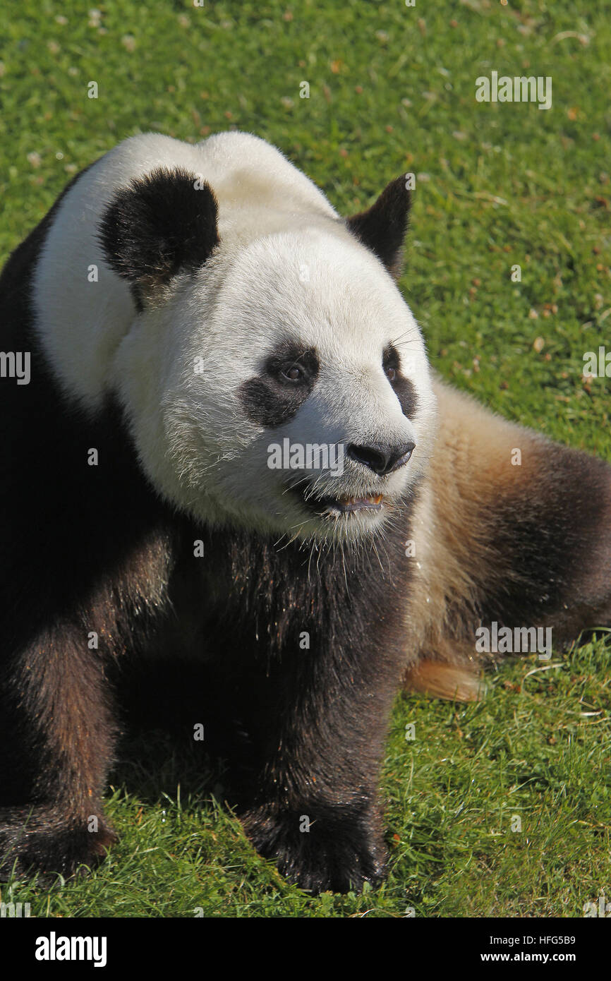 Großer Panda, Ailuropoda Melanoleuca, Erwachsenen sitzen Stockfoto