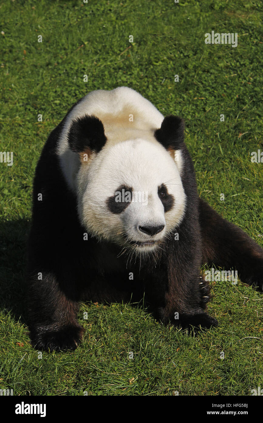 Großer Panda, Ailuropoda Melanoleuca, Erwachsenen sitzen Stockfoto