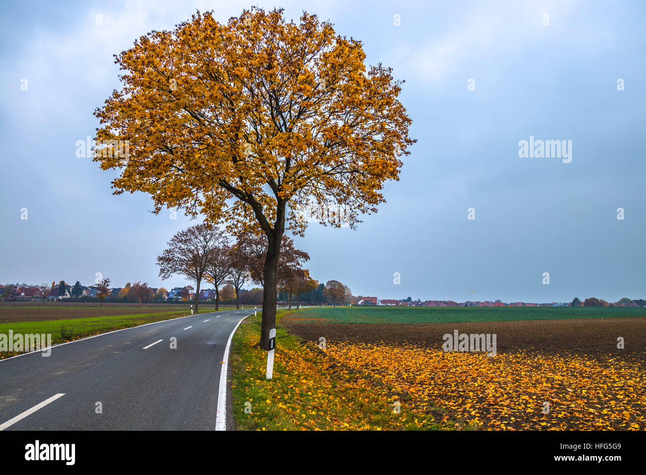 Ein Herbst Baum gelb Stockfoto