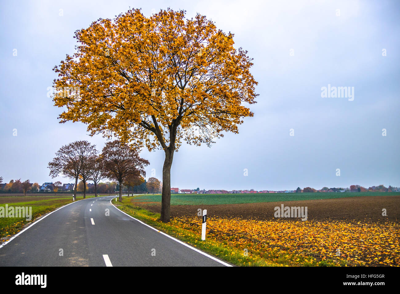 Ein Herbst Baum gelb Stockfoto
