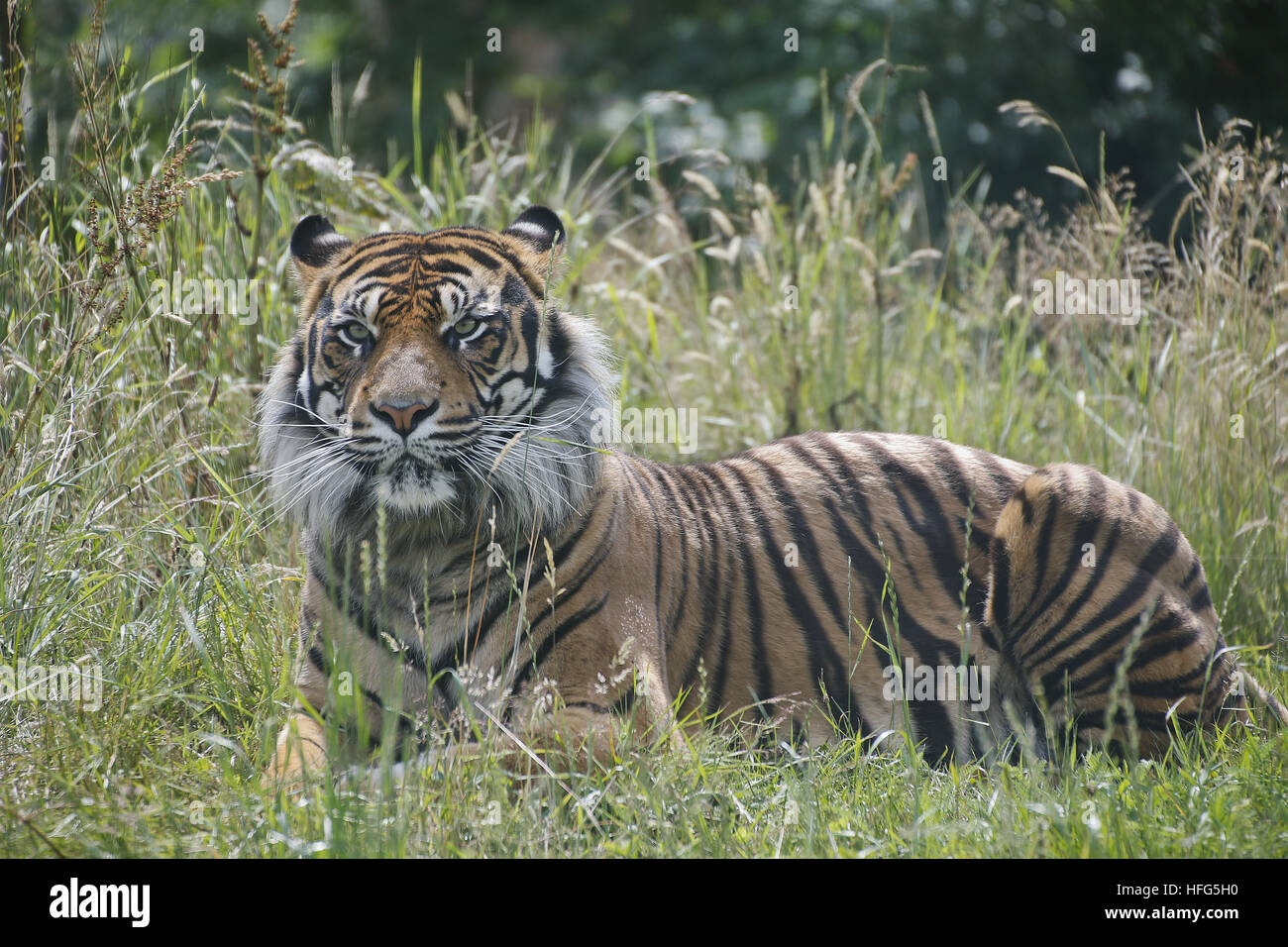 Sumatra-Tiger, Panthera Tigris Sumatrae, Männlich Stockfoto