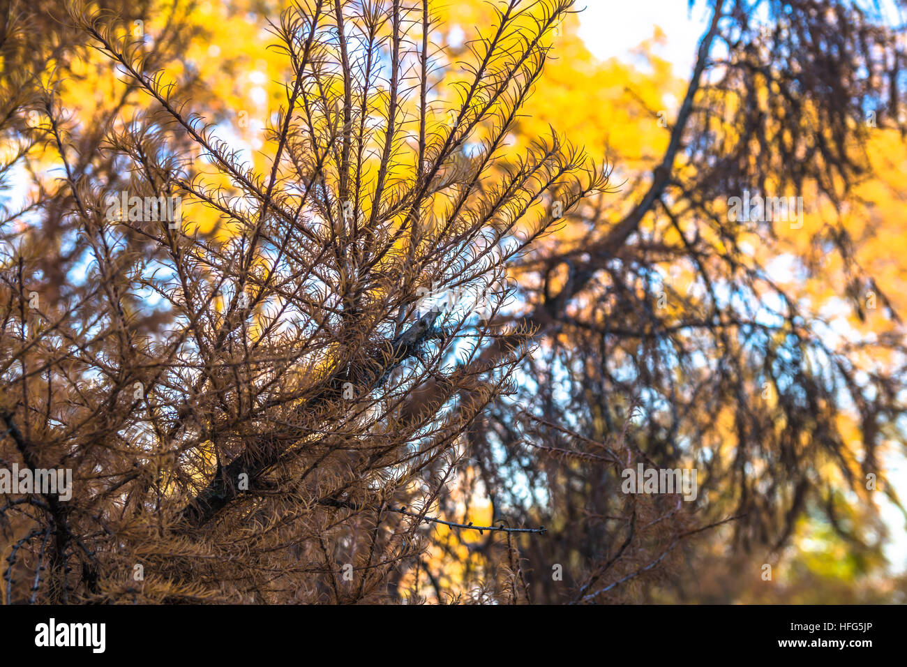 Herbst gelb Baum Stockfoto