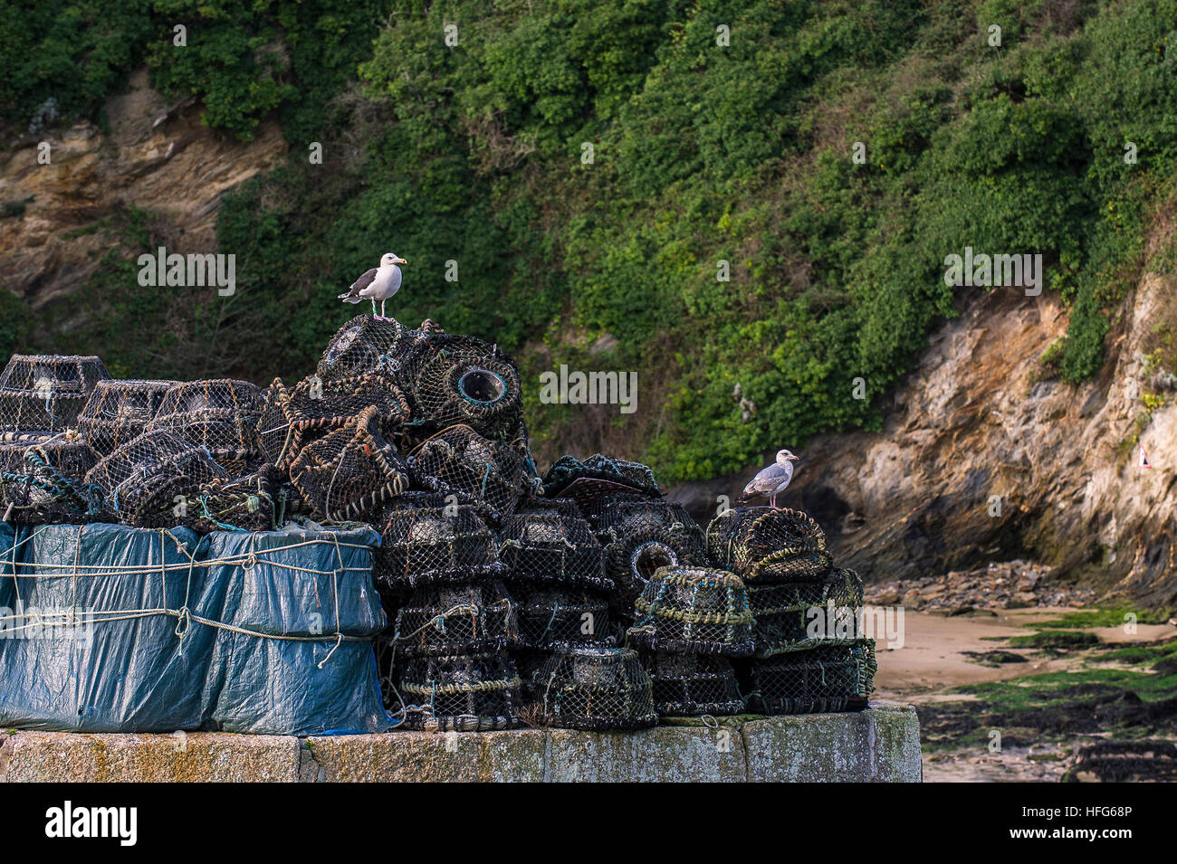 Möwen stehen auf einem Haufen von Töpfen Hummer und Krabben Töpfe in Newquay Hafen, Cornwall, England, UK. Stockfoto