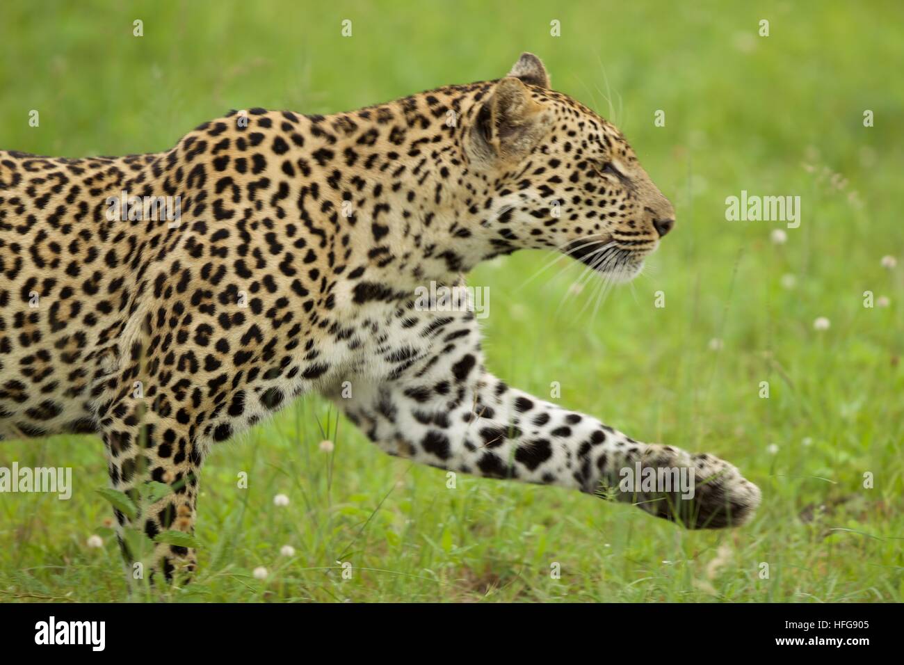 Kruger Nationalpark Leopard laufen Grasgrün Tierwelt Natur Tier Jäger Jagd Stockfoto