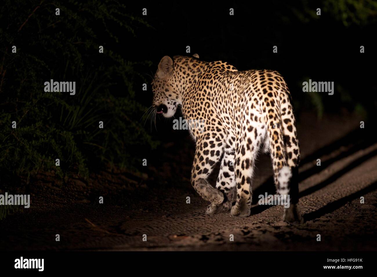 Kruger Nationalpark Leopard Nacht walking Trail Tierwelt Stockfoto