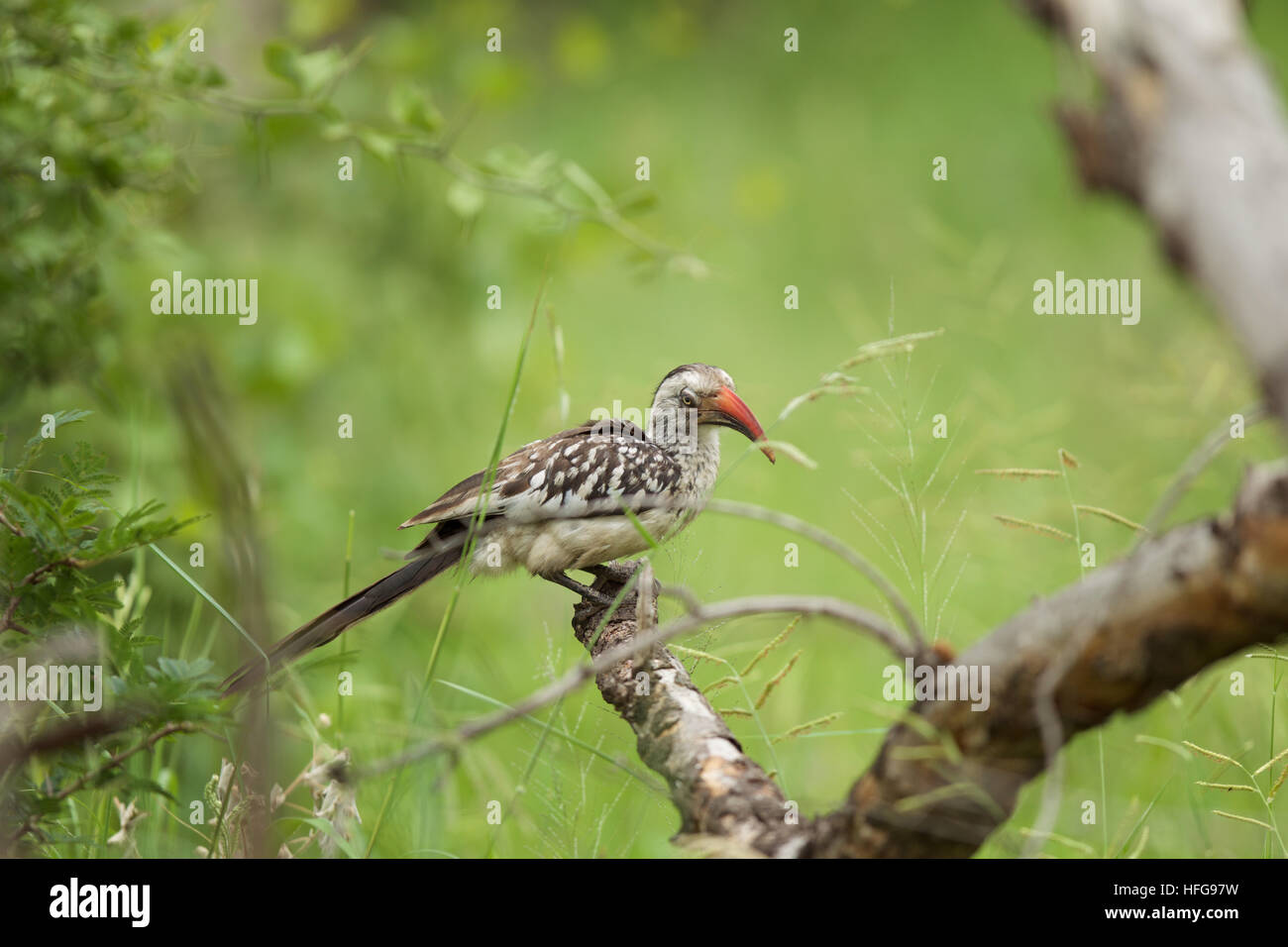 Vogel Natur Baum Safari Wildreservat Natur Stockfoto