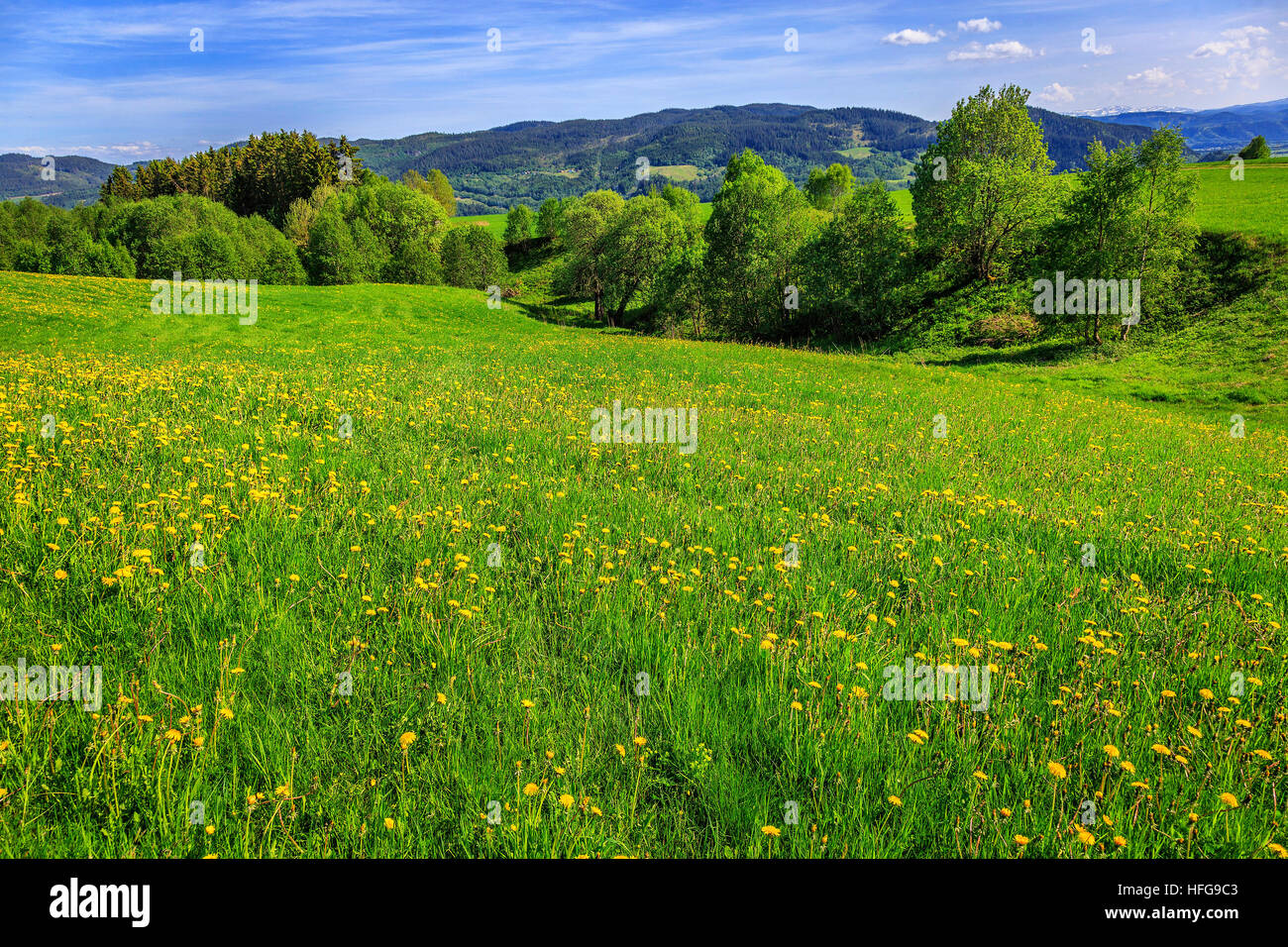 Offene Felder reichen grünen Pflanzen mit gelben Blüten in der Nähe von Rindal, mehr Og Romsdal, Norwegen. Stockfoto