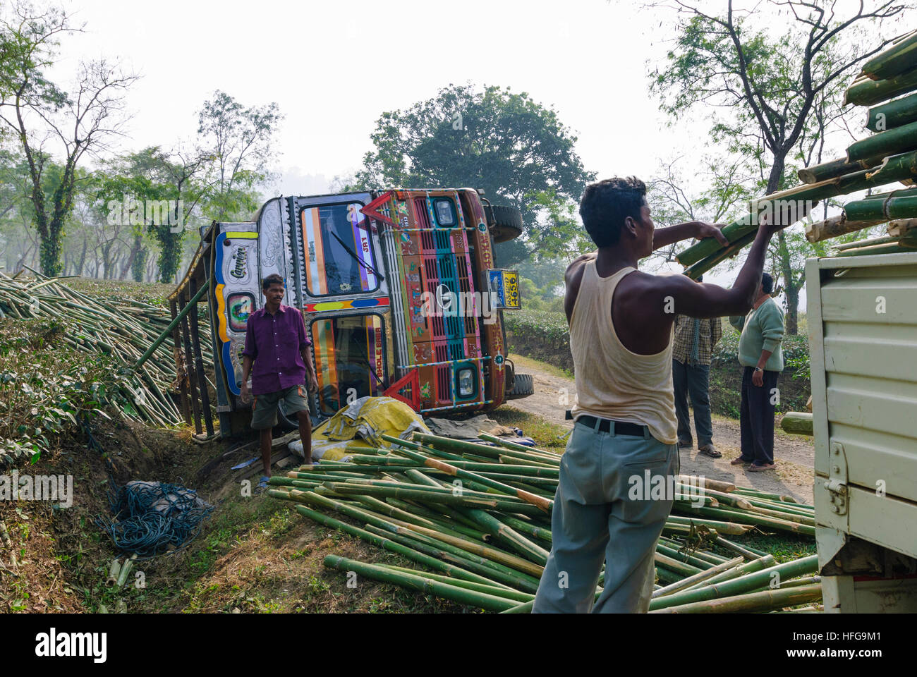 Kaziranga: Teeplantage; Umgestürzter LKW wird entladen, Assam, Indien Stockfoto