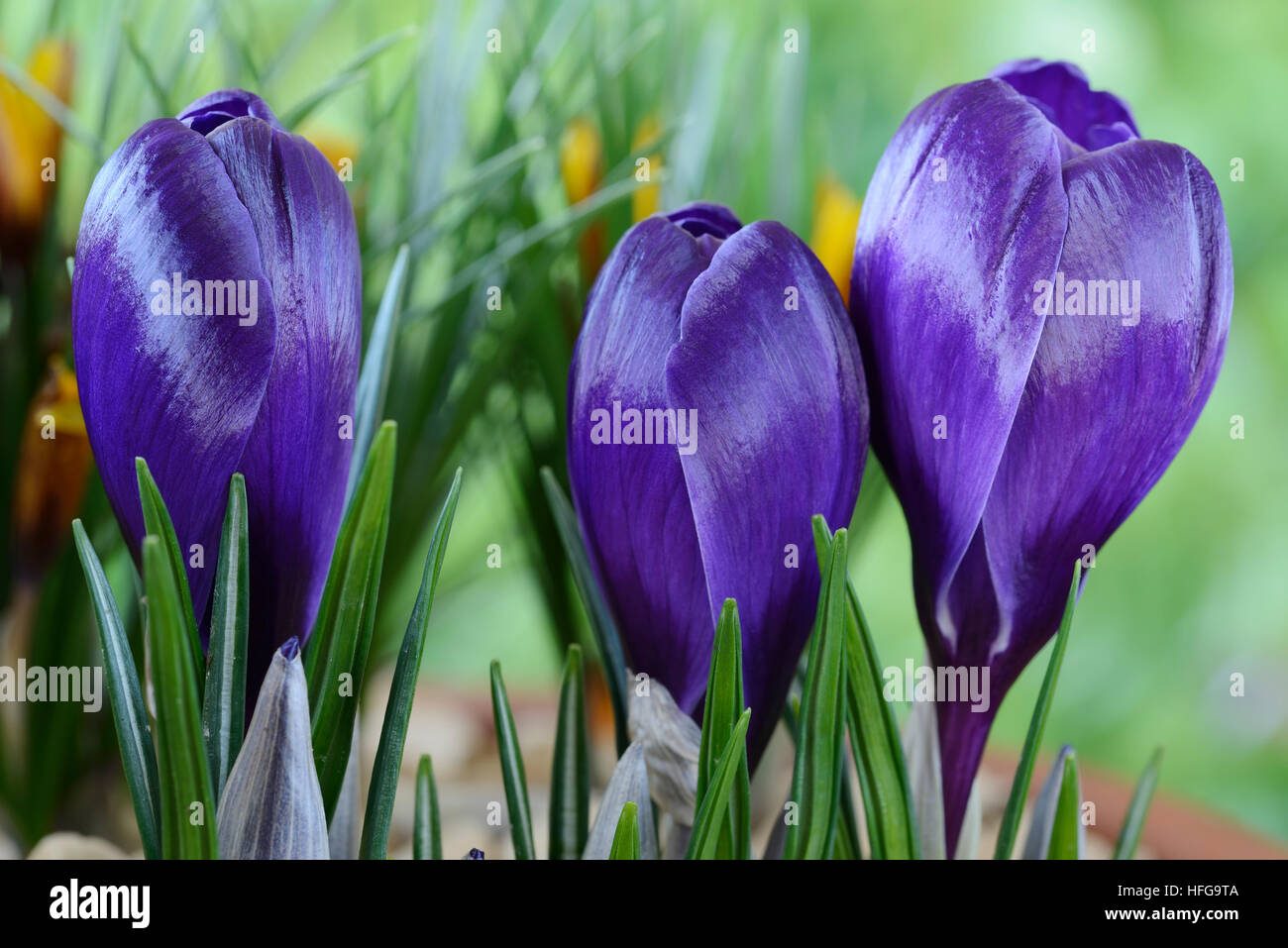 Holländische Krokusse März Stockfoto