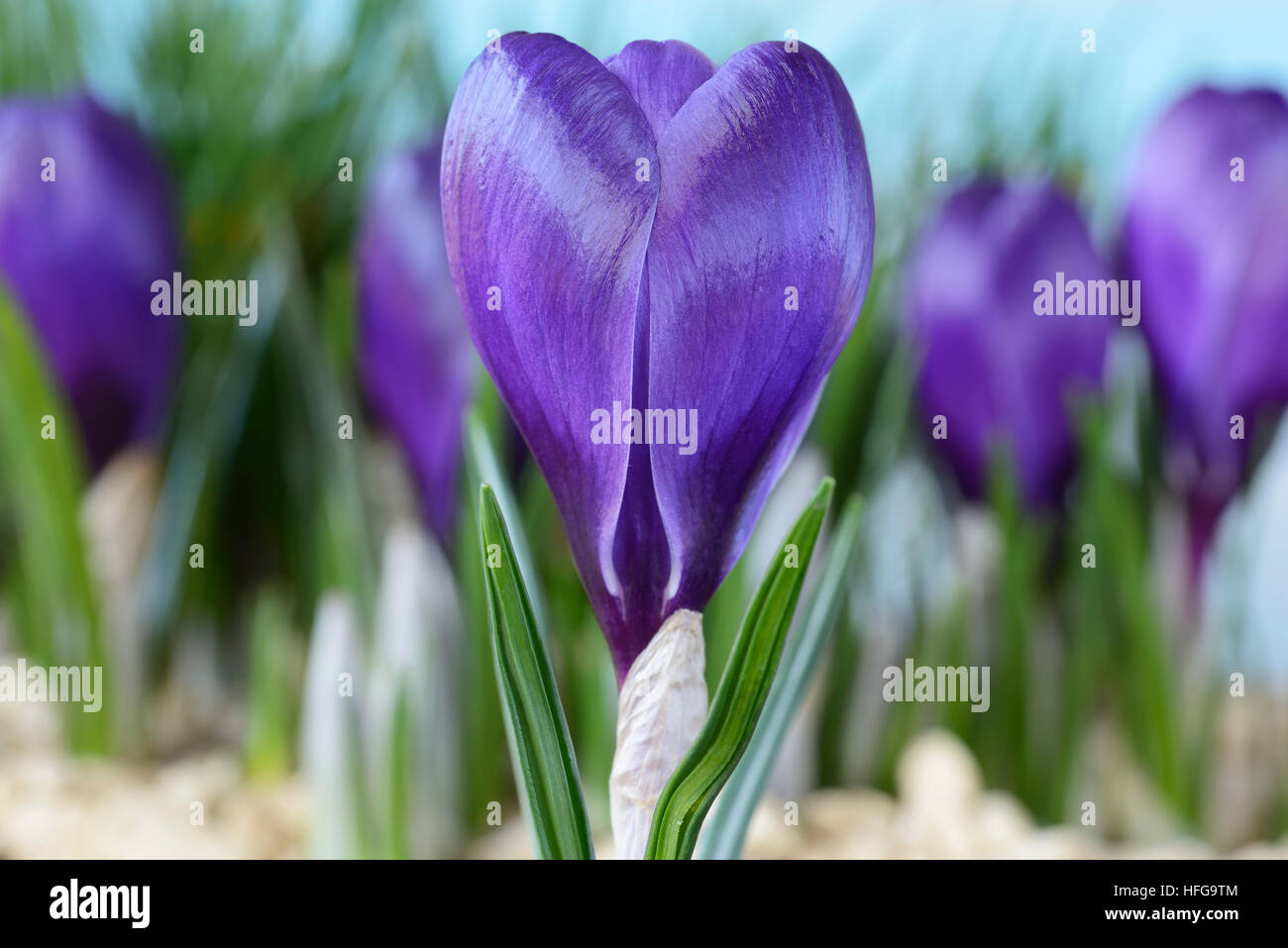 Holländische Krokusse März Stockfoto