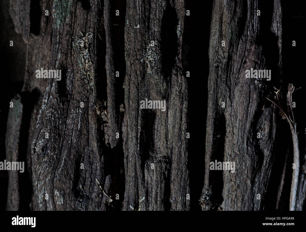 Holzstruktur Hintergrund mit dem Konzept der mysteriöse und gefährliche Gefühl Stockfoto