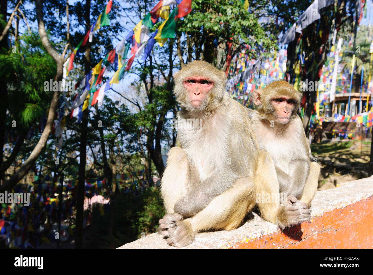 Darjeeling: Rhesusaffen (Macaca Mulatta) vor tibetischen Gebet Fahnen, West-Bengalen, Westbengalen, Indien Stockfoto
