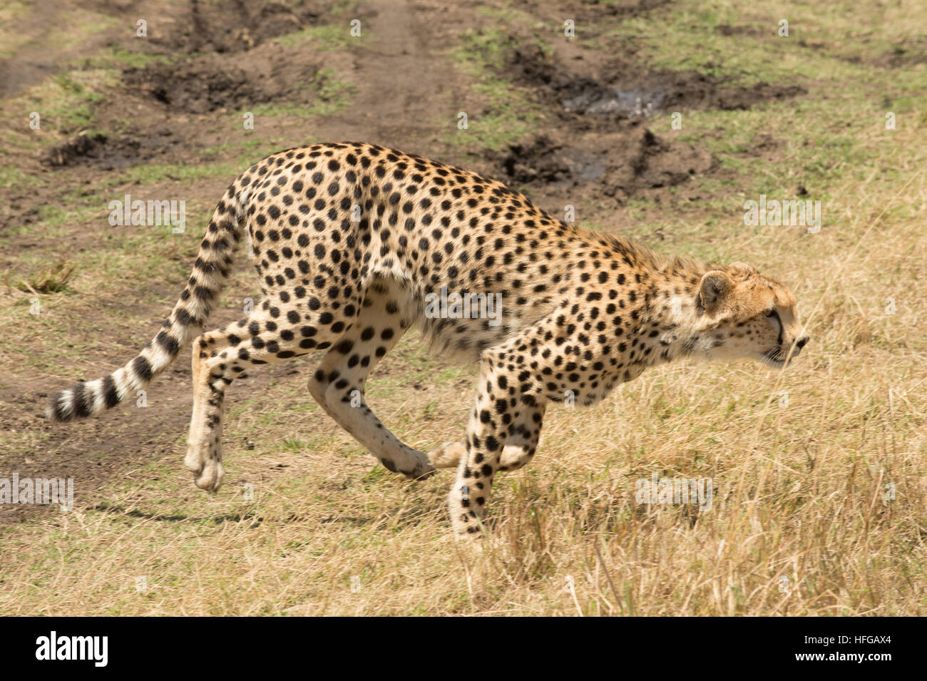 Gepard läuft in Rasen Stockfoto