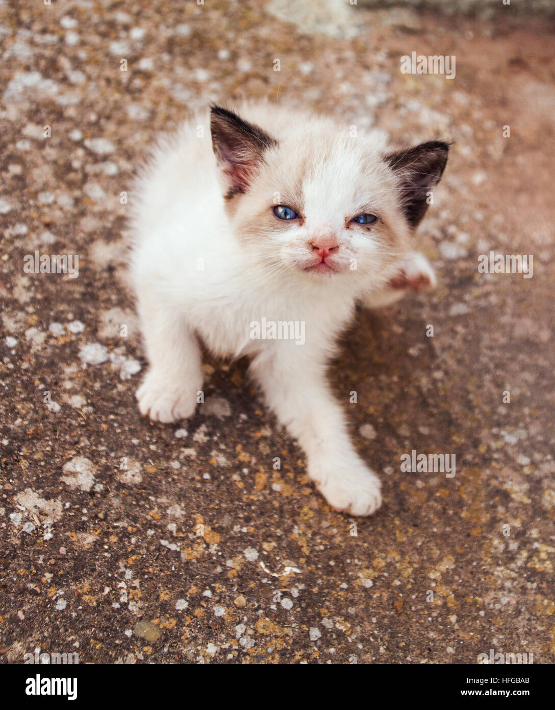 Kleine Kratzende Katze Stockfotos Kleine Kratzende Katze