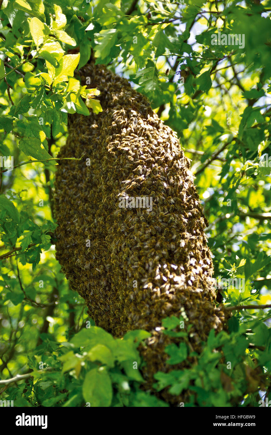 Schwarm von Bienen (Apoidea) in einem Baum Stockfoto