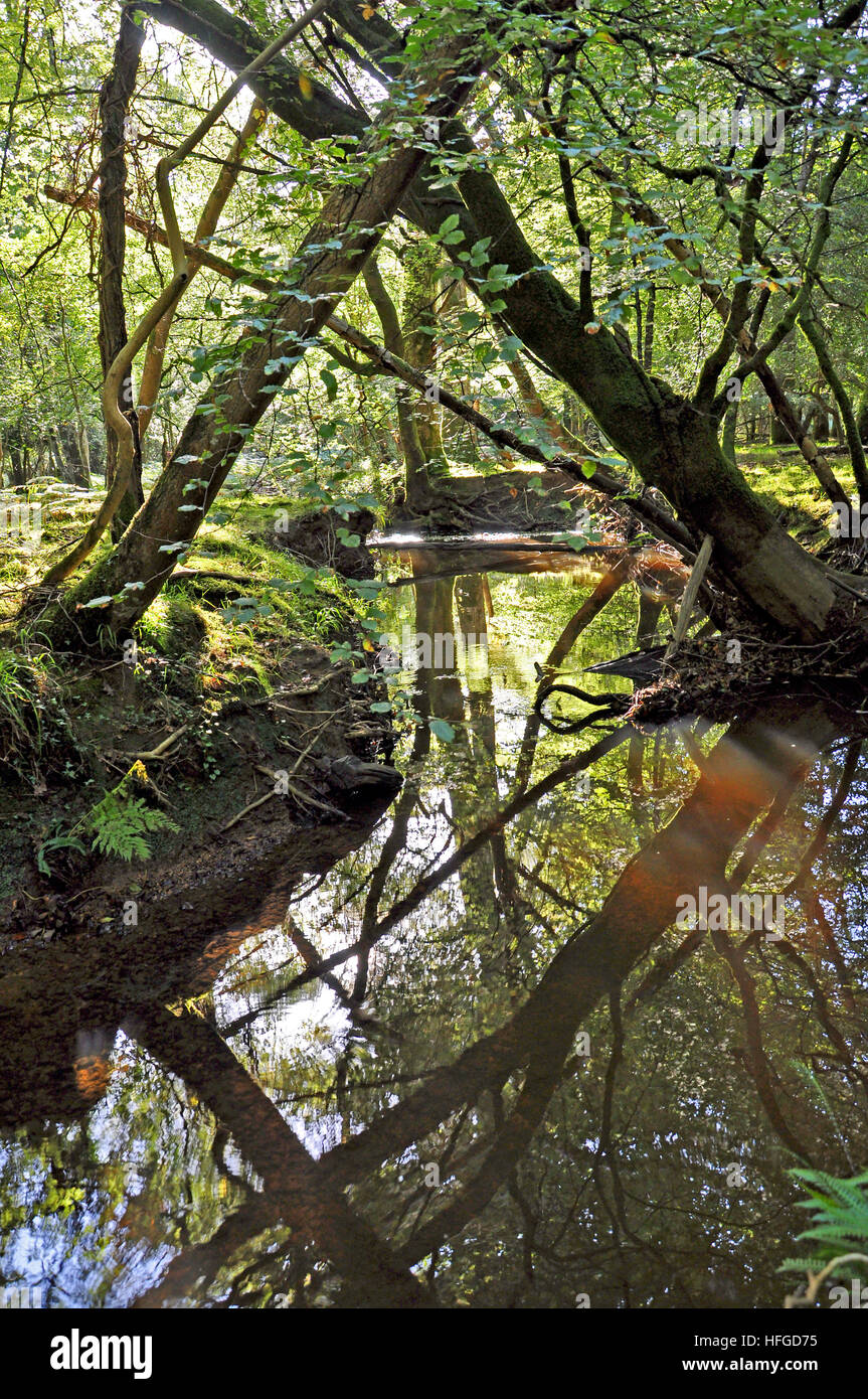 Reflexionen in einem New-Forest-Stream Stockfoto