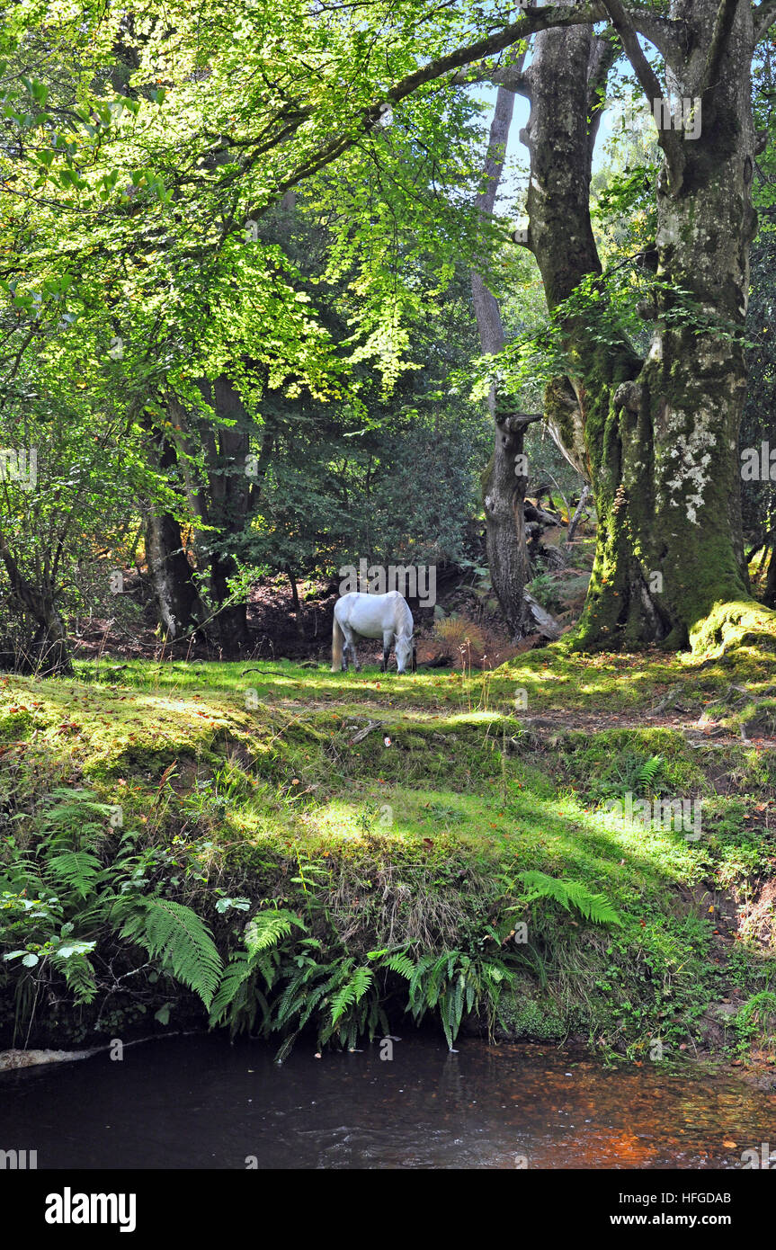 New Forest Pony und Stream. Stockfoto