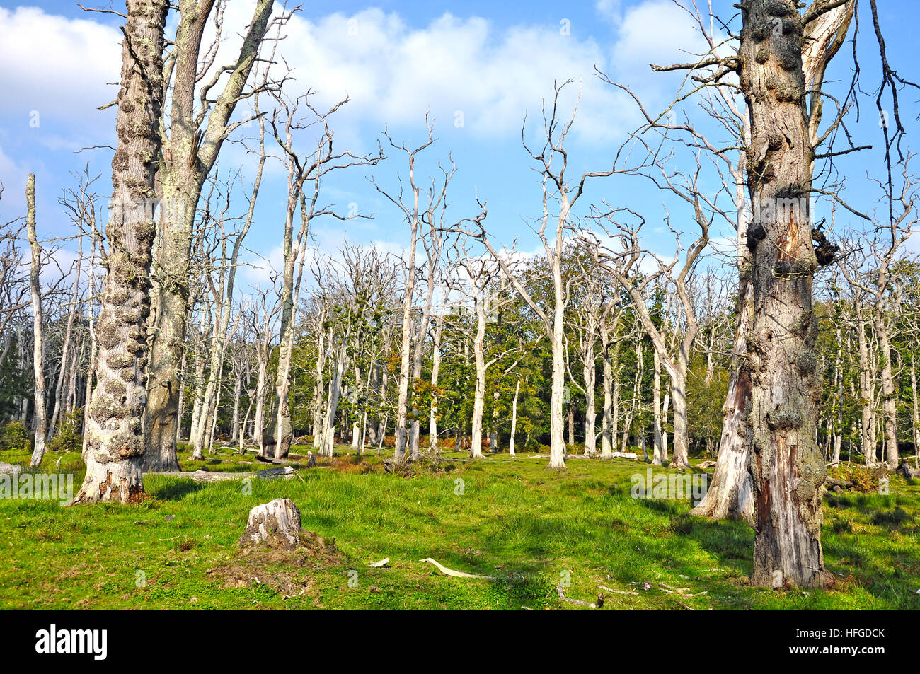 Toten Eichenwald im New Forest National Park, England. Stockfoto