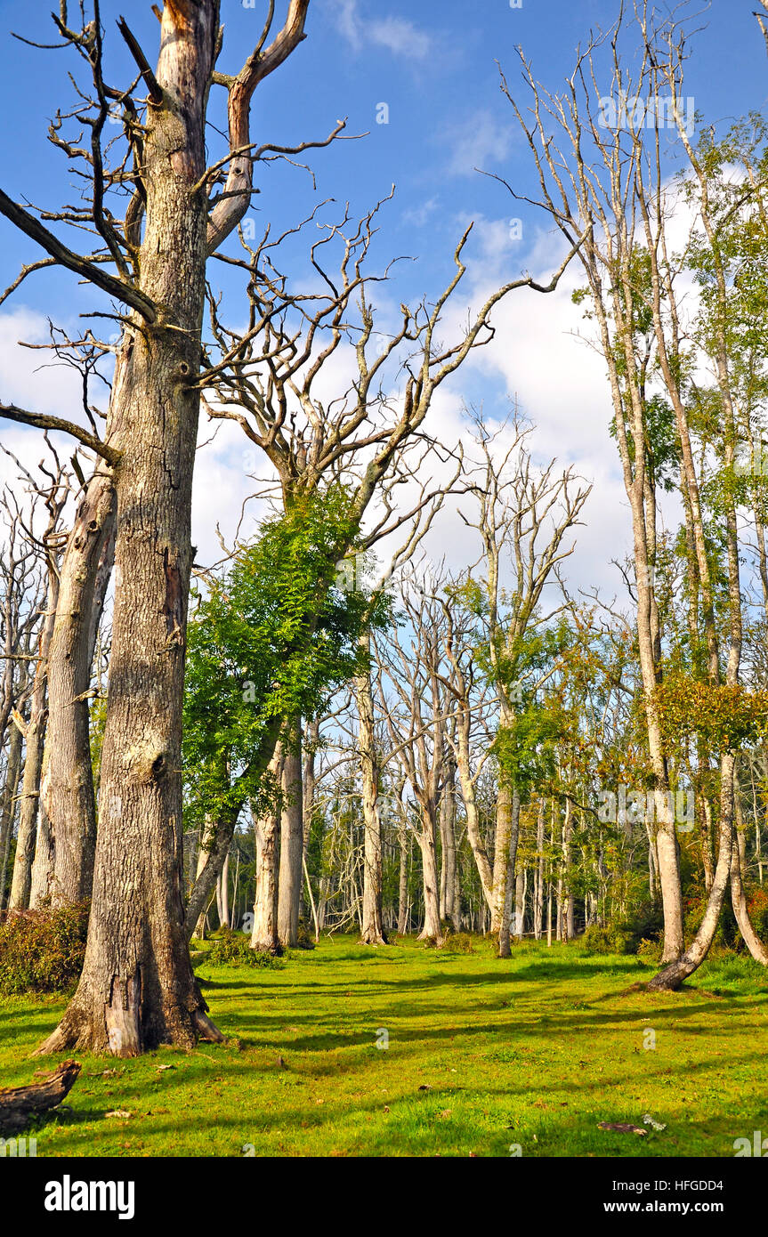 Toten Eichenwald im New Forest National Park, England. Stockfoto