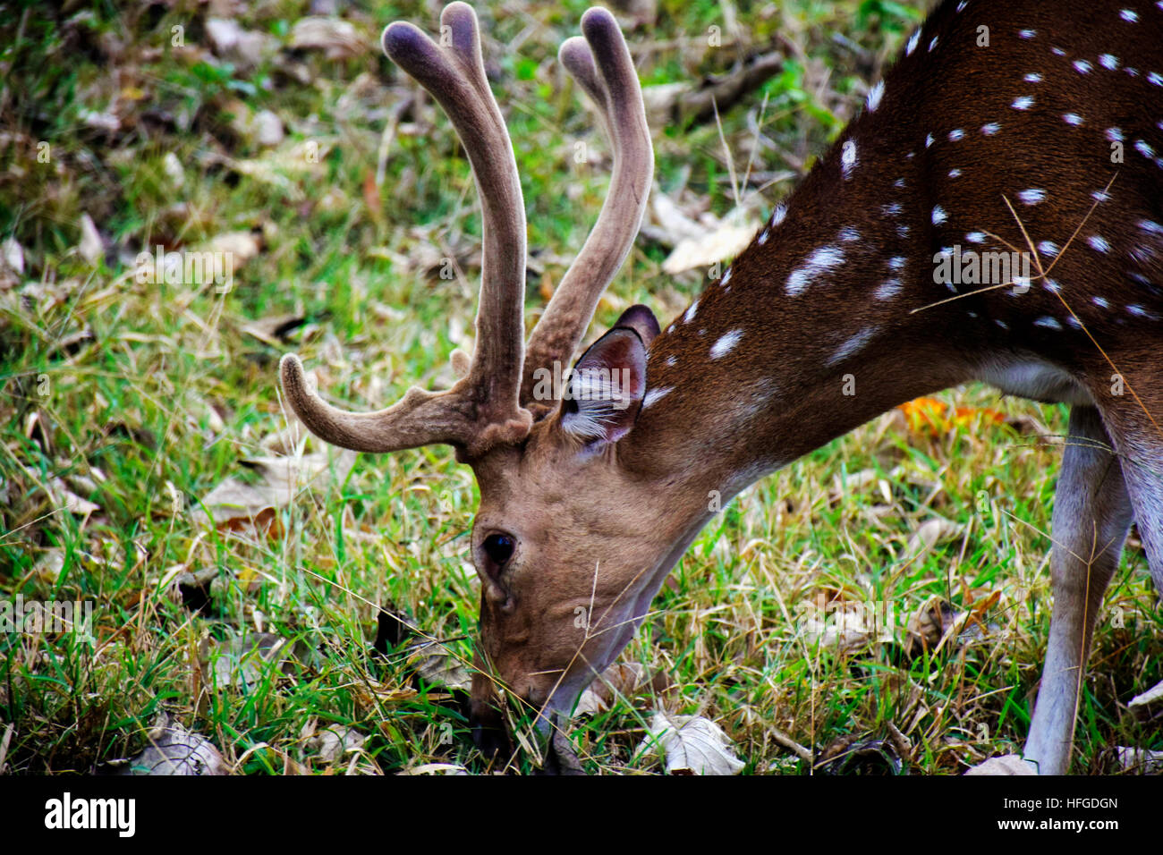 SELTENE REHE GRASEN IM TIEFEN WALD. CANDID KLICK Stockfoto